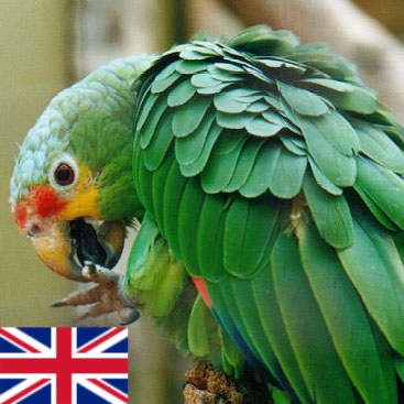 Parrots Denmark Lars Bodin